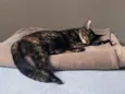 Lua