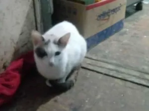 Gato raça SRD-ViraLata idade 1 ano nome Britney Jenniffer