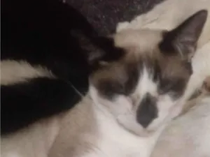 Gato raça Siamês idade 7 a 11 meses nome July Barbie Girl