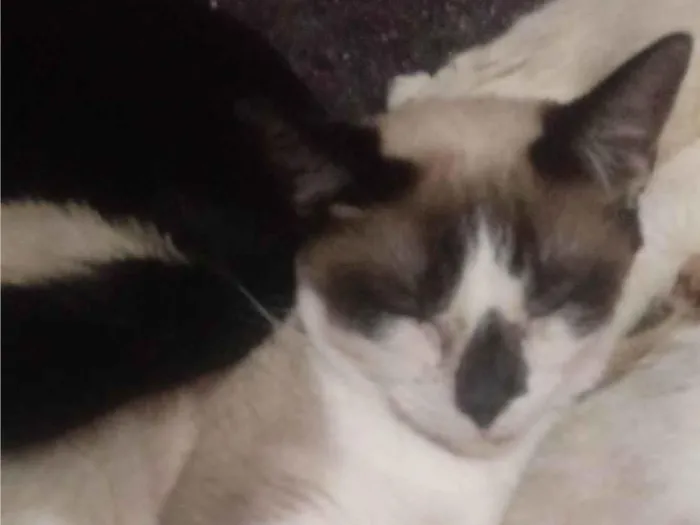 Gato ra a Siamês idade 7 a 11 meses nome July Barbie Girl