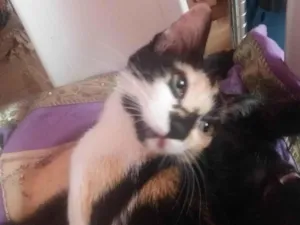 Gato raça SRD idade 7 a 11 meses nome Rebecca Richielly