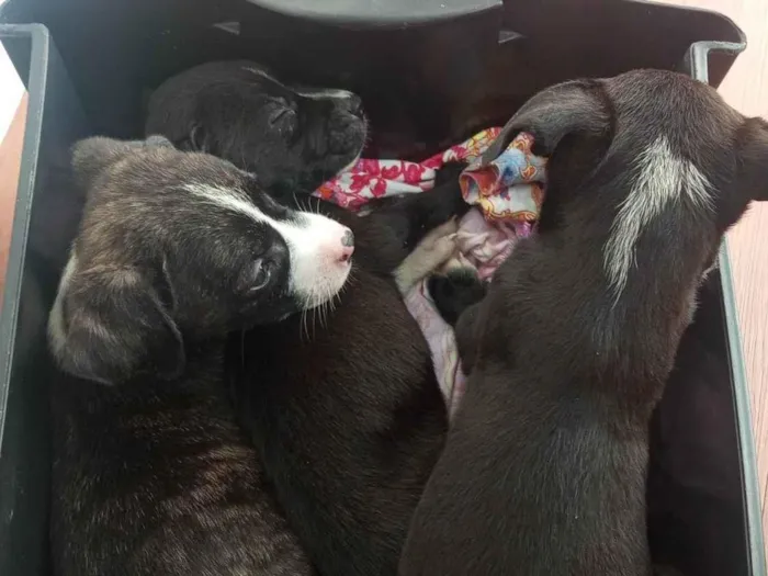 Cachorro ra a SRD-ViraLata idade Abaixo de 2 meses nome As 3 flores 