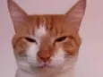 Hamses