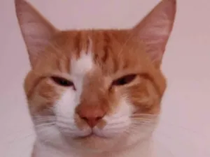 Gato raça SRD-ViraLata idade 1 ano nome Hamses
