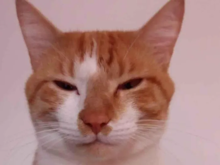 Gato ra a SRD-ViraLata idade 1 ano nome Hamses