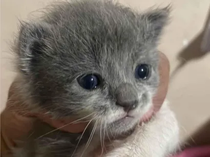 Gato raça SRD-ViraLata idade Abaixo de 2 meses nome Ataise