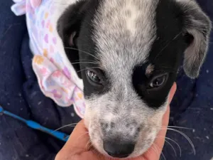 Cachorro raça SRD-ViraLata idade 2 a 6 meses nome Frederico 