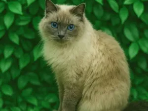 Gato raça SRD-ViraLata idade 1 ano nome Pandora