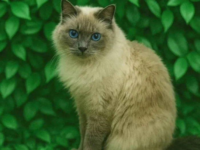 Gato ra a SRD-ViraLata idade 1 ano nome Pandora