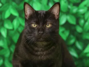 Gato raça SRD-ViraLata idade 1 ano nome Otávio 