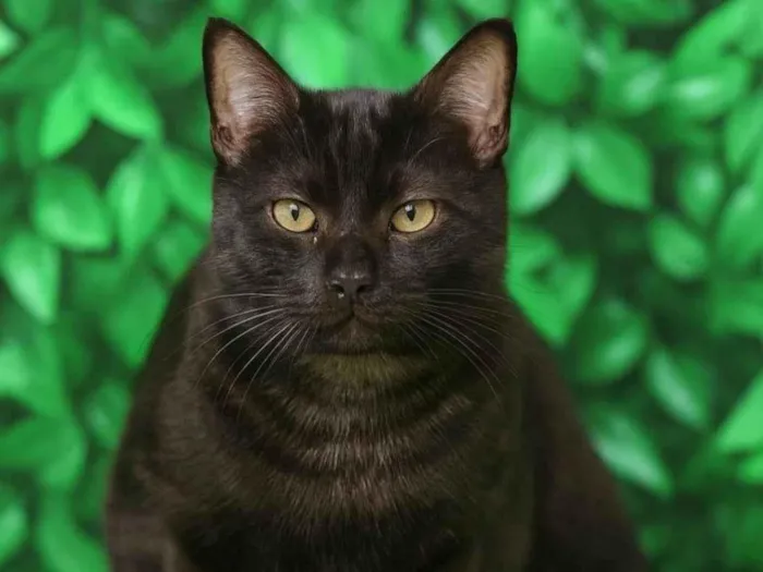 Gato ra a SRD-ViraLata idade 1 ano nome Otávio 