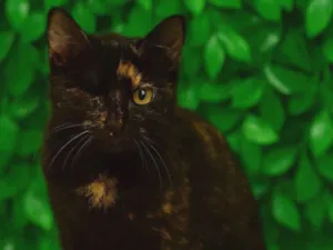 Gato raça SRD-ViraLata idade 2 a 6 meses nome Cookie