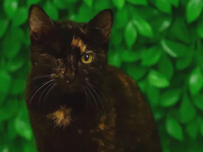 Gato ra a SRD-ViraLata idade 2 a 6 meses nome Cookie