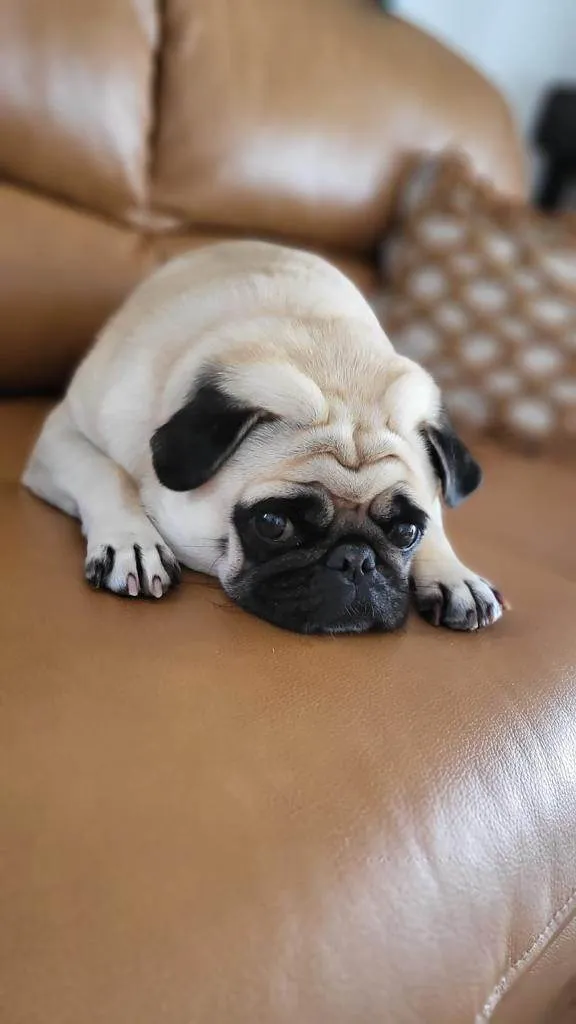 Cachorro ra a SRD-ViraLata idade 5 anos nome AMORA