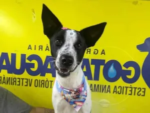 Cachorro raça SRD-ViraLata idade 7 a 11 meses nome Luna
