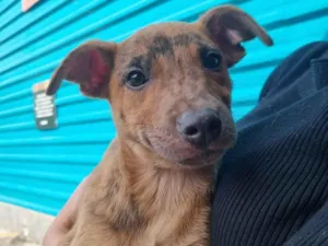 Cachorro raça SRD-ViraLata idade 2 a 6 meses nome Mickey