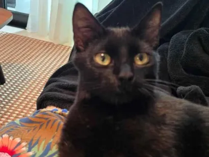 Gato raça SRD-ViraLata idade 1 ano nome Esmeralda 