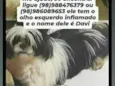 Davi 