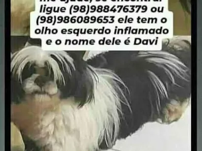 Cachorro raça Shitzu idade 7 a 11 meses nome Davi 