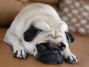 Cachorro raça SRD-ViraLata idade 5 anos nome AMORA
