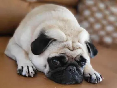 Cachorro raça SRD-ViraLata idade 5 anos nome AMORA