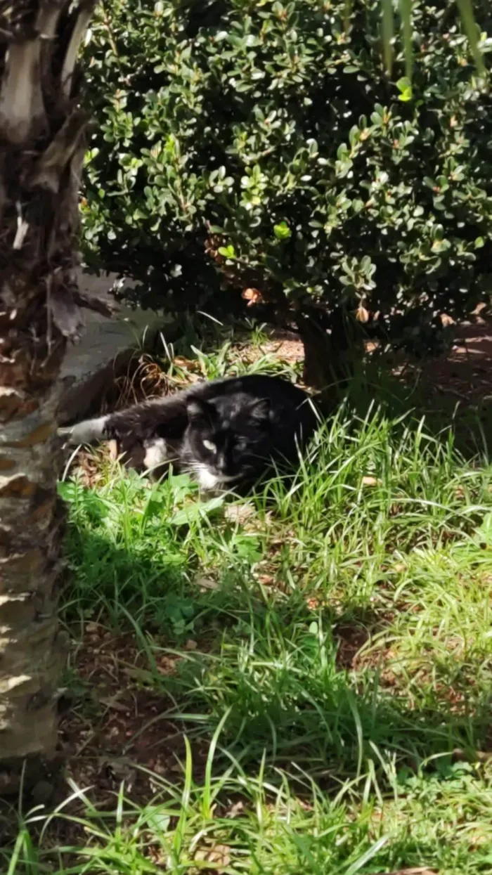 Gato ra a SRD-ViraLata idade 2 anos nome sem nome