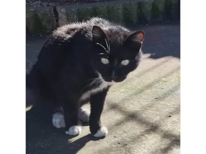 Gato raça SRD-ViraLata idade 2 anos nome sem nome