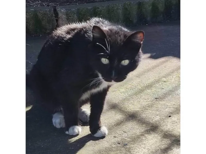 Gato ra a SRD-ViraLata idade 2 anos nome sem nome