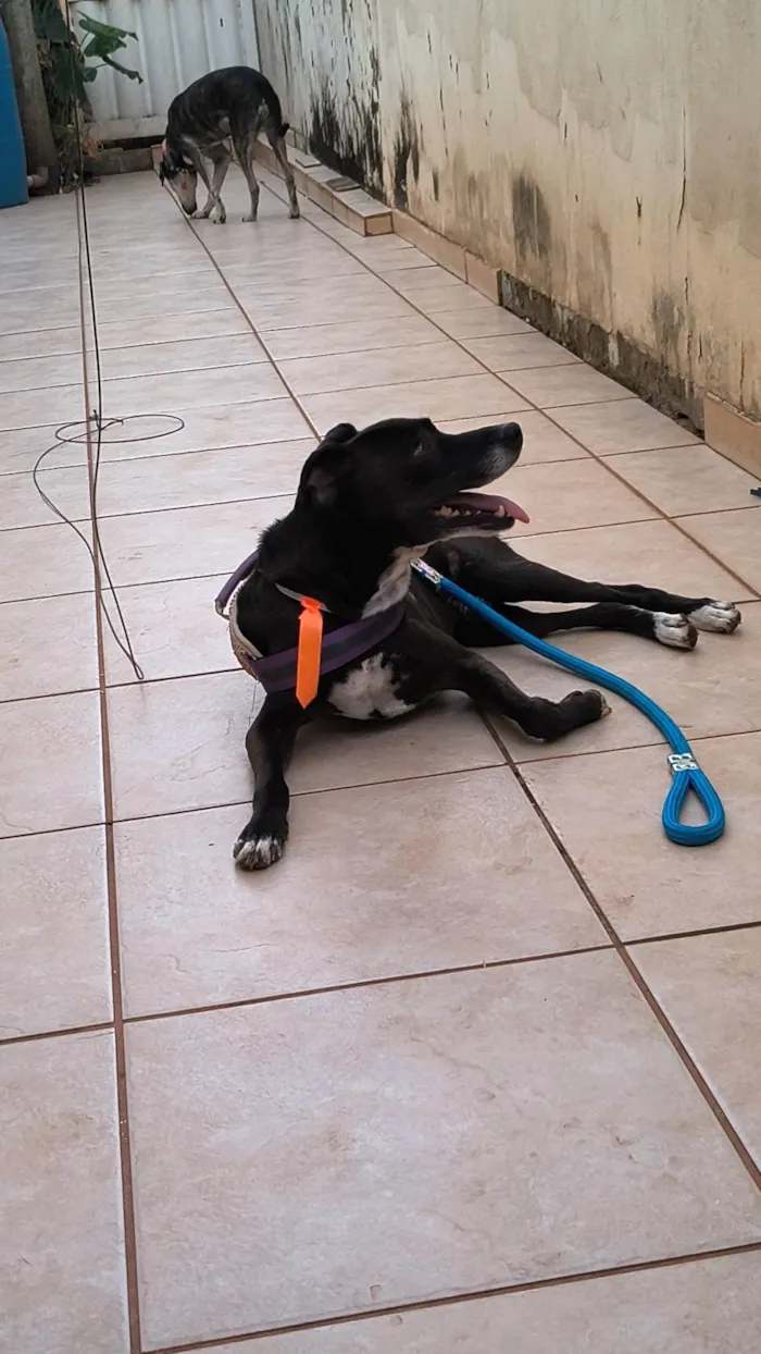 Cachorro ra a SRD-ViraLata idade 4 anos nome Max