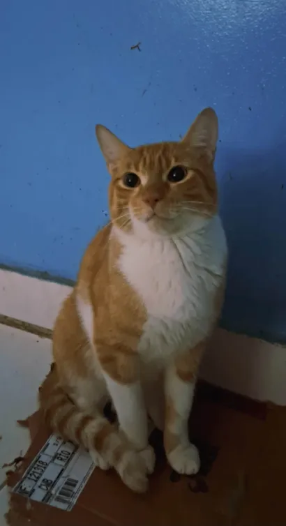 Gato raça SRD-ViraLata idade 1 ano nome Horus