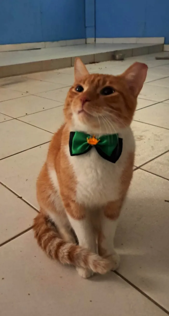 Gato ra a SRD-ViraLata idade 1 ano nome Horus