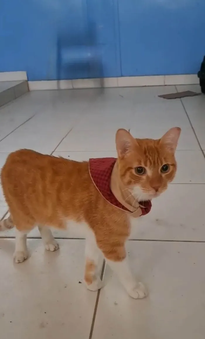 Gato ra a SRD-ViraLata idade 1 ano nome Horus