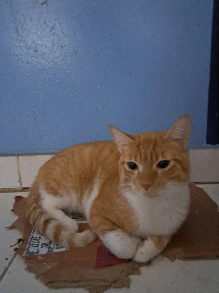 Gato ra a SRD-ViraLata idade 1 ano nome Horus