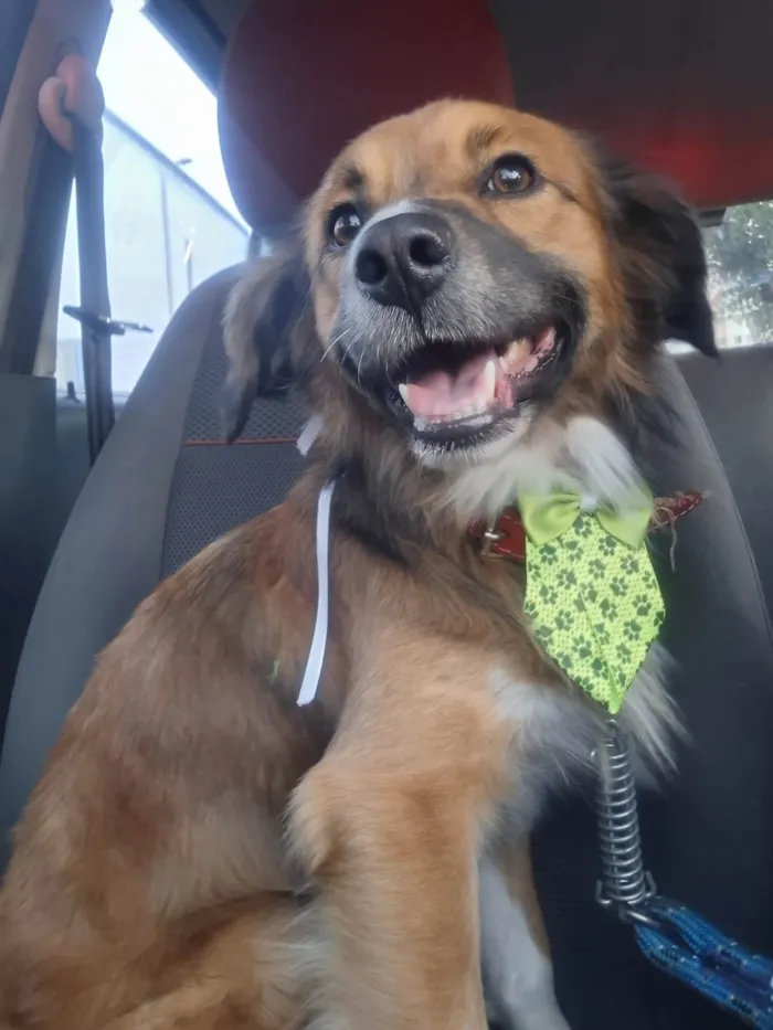 Cachorro ra a SRD-ViraLata idade 2 anos nome Luke