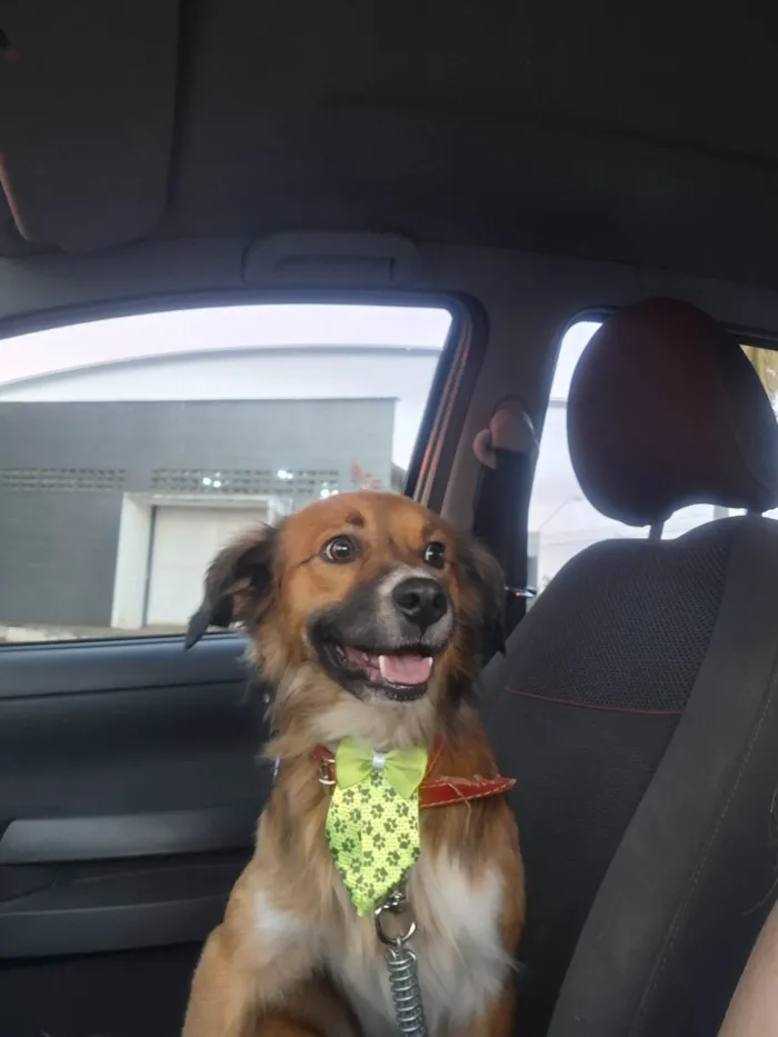 Cachorro ra a SRD-ViraLata idade 2 anos nome Luke