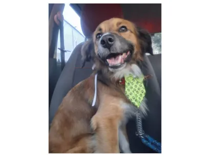 Cachorro raça SRD-ViraLata idade 2 anos nome Luke