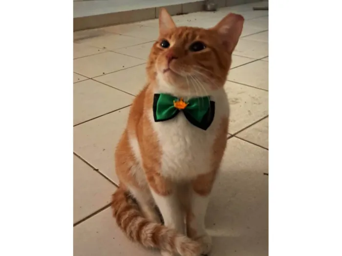 Gato ra a SRD-ViraLata idade 1 ano nome Horus