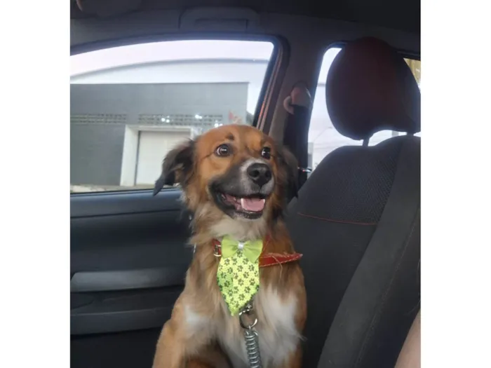Cachorro ra a SRD-ViraLata idade 2 anos nome Luke
