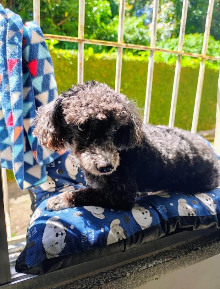 Cachorro ra a Poodle idade 6 ou mais anos nome Pow