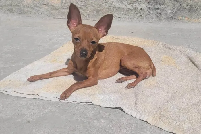 Cachorro ra a Pinscher idade 1 ano nome Judith