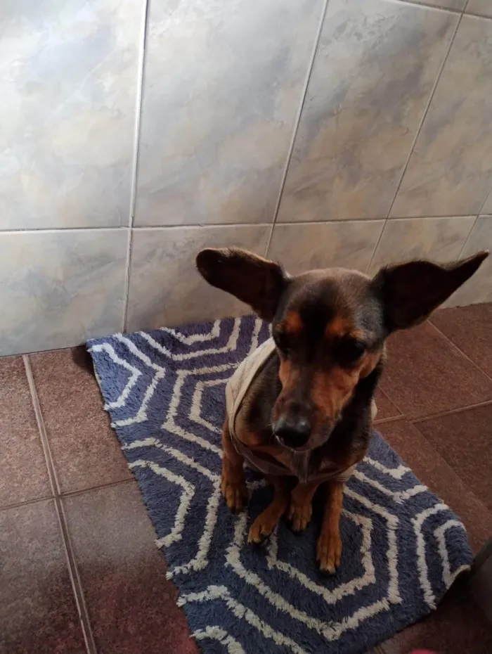 Cachorro ra a SRD-ViraLata idade 6 ou mais anos nome Jubinha