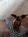 Jubinha