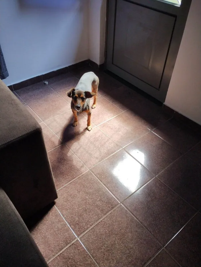 Cachorro ra a SRD-ViraLata idade 6 ou mais anos nome Jubinha