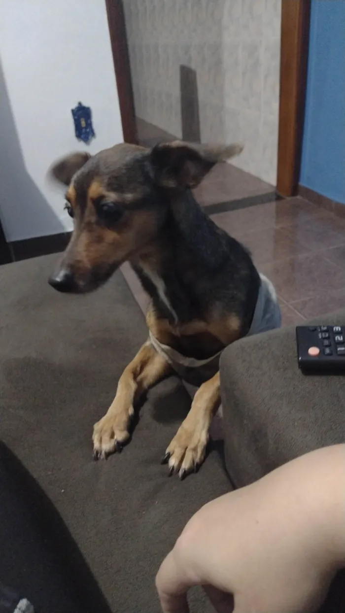 Cachorro ra a SRD-ViraLata idade 6 ou mais anos nome Jubinha
