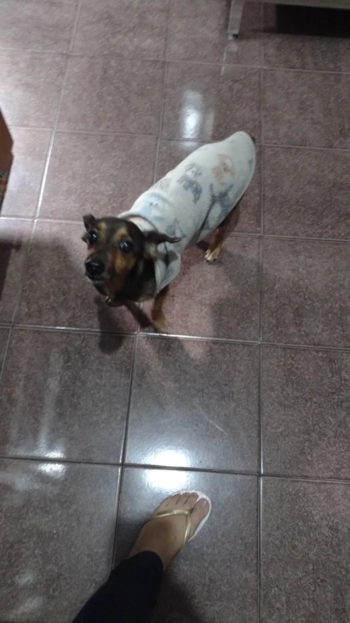 Cachorro ra a SRD-ViraLata idade 6 ou mais anos nome Jubinha