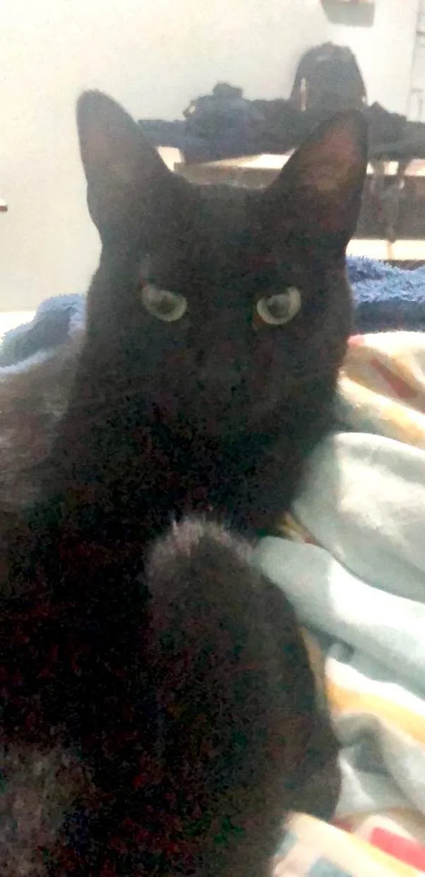 Gato ra a SRD-ViraLata idade 1 ano nome Sombrita