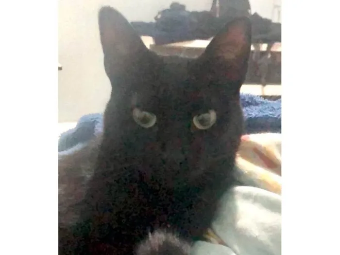 Gato ra a SRD-ViraLata idade 1 ano nome Sombrita
