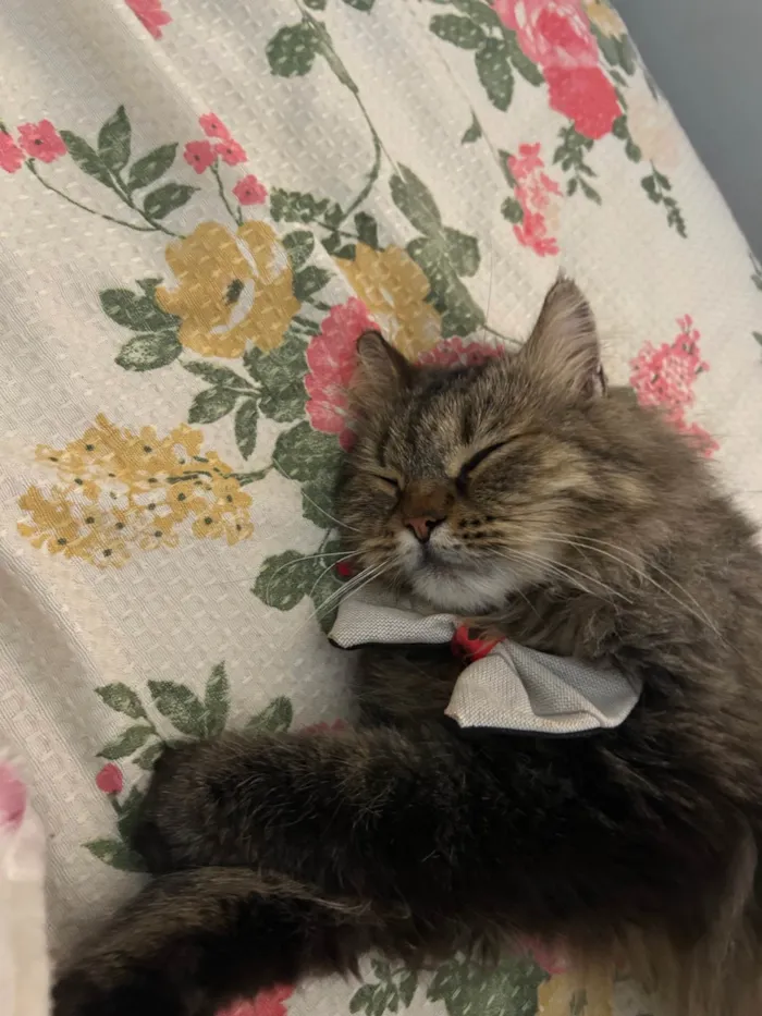 Gato ra a Persa idade 2 anos nome Filho 