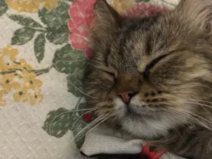 Gato raça Persa idade 2 anos nome Filho 