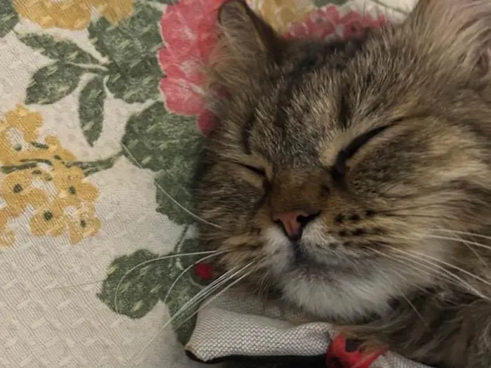Gato ra a Persa idade 2 anos nome Filho 